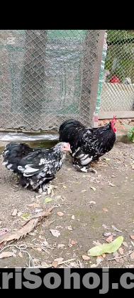 একজোরা কোচিং মুরগী বিক্রি করা হবে রানিং।